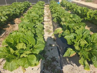 최순님의 배추 · 일상 작성글 사진