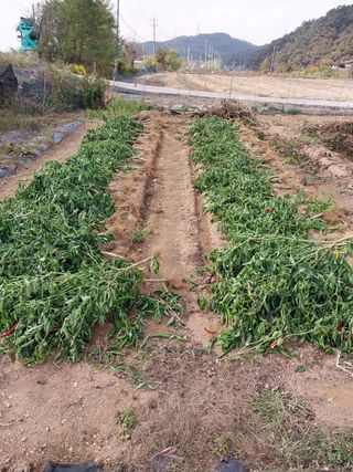 Byh6905님의 토마토 · 영농일지 작성글 사진