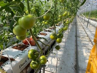 그린애농장님의 토마토 · 수확 작성글 사진