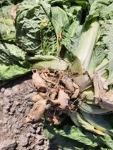 팜모닝 배추·일상 게시글 이미지