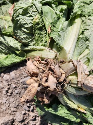 오윤조님의 배추 · 일상 작성글 사진