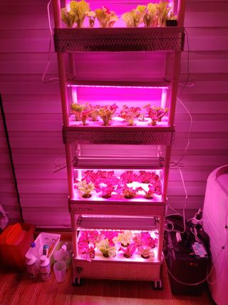 정진수님의 상추 · 자유게시판 작성글 사진