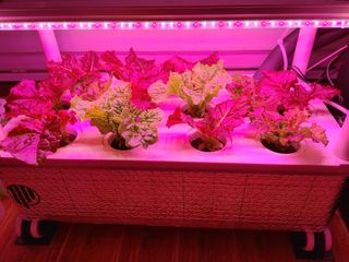 정진수님의 상추 · 자유게시판 작성글 사진