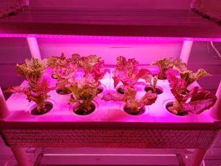 정진수님의 상추 · 자유게시판 작성글 사진