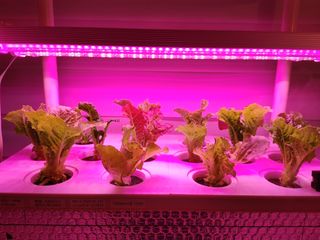 정진수님의 상추 · 자유게시판 작성글 사진