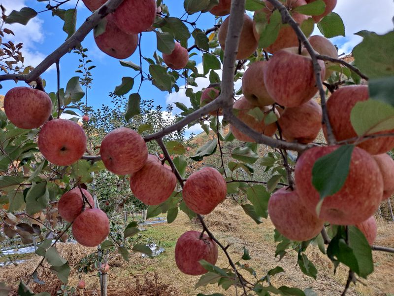 장터 상품 [부사사과 5kg] 썸네일
