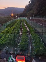 팜모닝 배추·일상 게시글 이미지