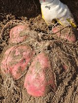 팜모닝 고구마·자유게시판 게시글 이미지