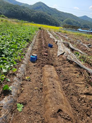 조순귀창원성산구사파님의 고구마 · 자유게시판 작성글 사진