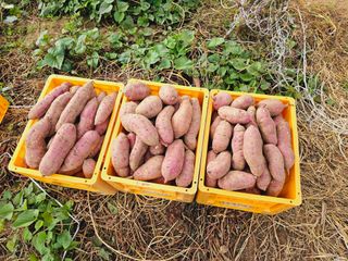 조순귀창원성산구사파님의 고구마 · 자유게시판 작성글 사진