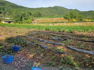 조순귀창원성산구사파님의 고구마 · 자유게시판 작성글 사진