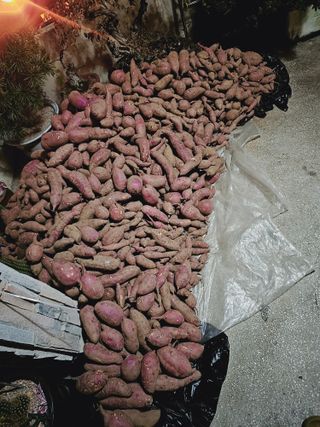 조순귀창원성산구사파님의 고구마 · 자유게시판 작성글 사진