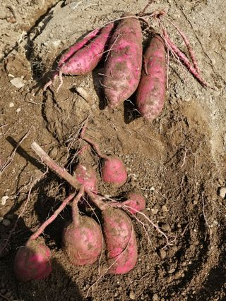 조순귀창원성산구사파님의 고구마 · 자유게시판 작성글 사진
