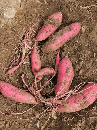 조순귀창원성산구사파님의 고구마 · 자유게시판 작성글 사진