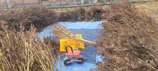 가짜농부님의 들깨 · 자유게시판 작성글 사진