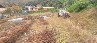 가짜농부님의 들깨 · 자유게시판 작성글 사진