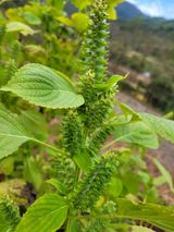 팜모닝 들깨·영농일지 게시글 이미지