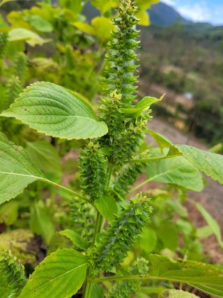 심선옥님의 들깨 · 영농일지 작성글 사진