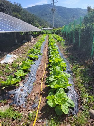 정자형님의 [팜춘문예] 짧은 시 쓰기 · 참여글 작성글 사진