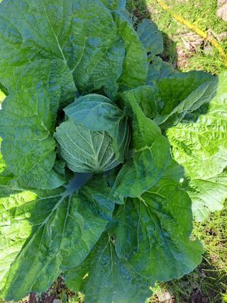 정자형님의 [팜춘문예] 짧은 시 쓰기 · 참여글 작성글 사진