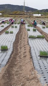 팜모닝 양파·자유게시판 게시글 이미지