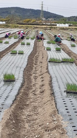 송광만님의 양파 · 자유게시판 작성글 사진