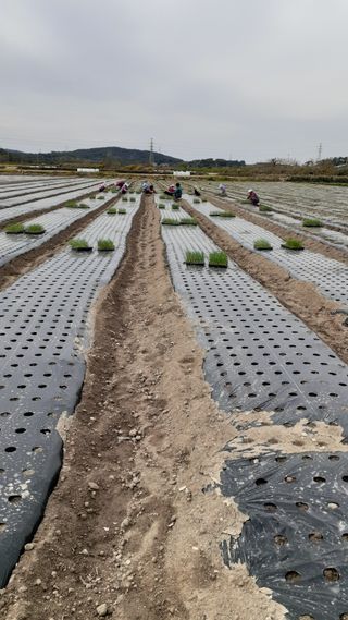 송광만님의 양파 · 자유게시판 작성글 사진