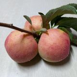 팜모닝 [팜춘문예] 짧은 시 쓰기·참여글 게시글 이미지