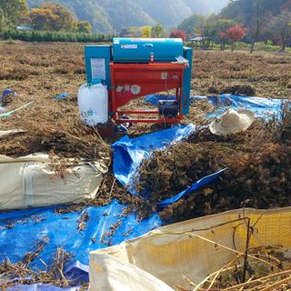 홍순원님의 들깨 · 영농일지 작성글 사진