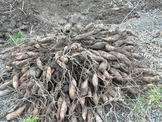 이창신님의 장터이야기 · 자유게시판 작성글 사진