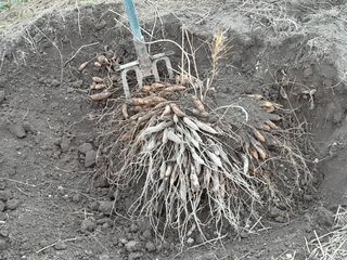 이창신님의 장터이야기 · 자유게시판 작성글 사진