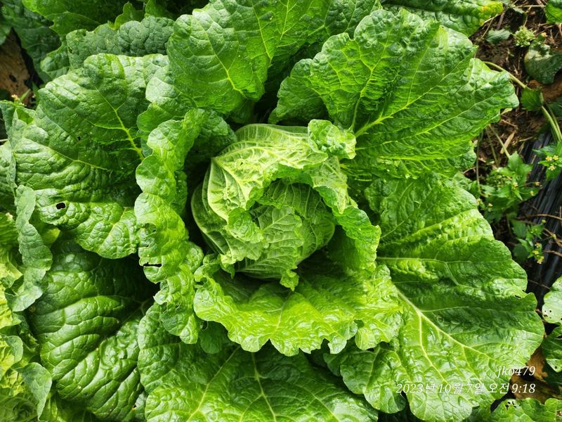 정권옥님의 장터 판매 상품 [항암절임배추 20kg] 첨부 사진