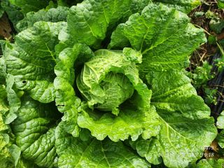 오마니농장님의 작성글 사진