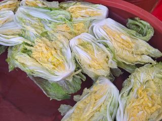 오마니농장님의 작성글 사진