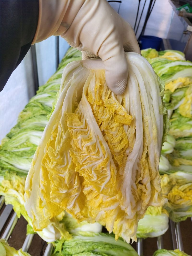 정권옥님의 장터 판매 상품 [항암절임배추 20kg] 첨부 사진
