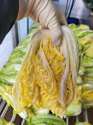 오마니농장님의 작성글 사진