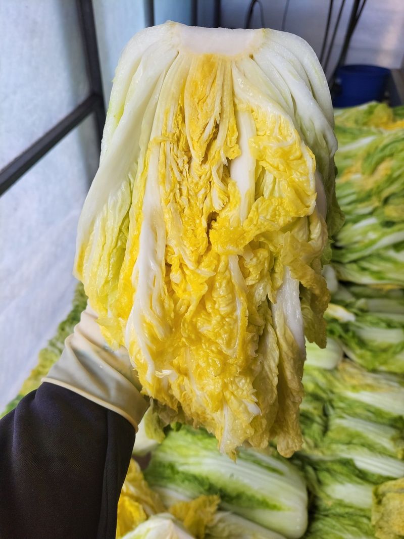 정권옥님의 장터 판매 상품 [항암절임배추 20kg] 첨부 사진