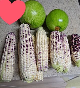 내수덕암리ㆍ홍경운님의 배추 · 병해충상담 작성글 사진