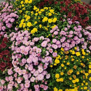 내수덕암리ㆍ홍경운님의 배추 · 병해충상담 작성글 사진