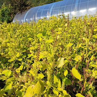 내수덕암리ㆍ홍경운님의 배추 · 병해충상담 작성글 사진