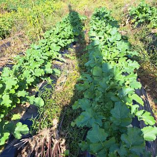 내수덕암리ㆍ홍경운님의 배추 · 병해충상담 작성글 사진