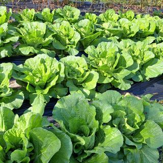 내수덕암리ㆍ홍경운님의 배추 · 병해충상담 작성글 사진