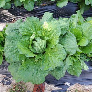 내수덕암리ㆍ홍경운님의 배추 · 병해충상담 작성글 사진