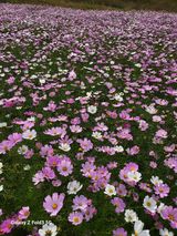 팜모닝 [팜춘문예] 짧은 시 쓰기·참여글 게시글 이미지