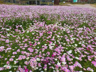 최도윤님의 [팜춘문예] 짧은 시 쓰기 · 참여글 작성글 사진