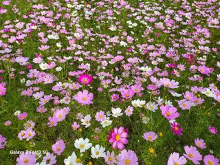 최도윤님의 [팜춘문예] 짧은 시 쓰기 · 참여글 작성글 사진