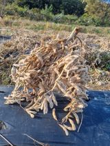 팜모닝 콩·자유게시판 게시글 이미지