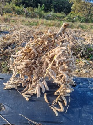 이병구님의 콩 · 자유게시판 작성글 사진