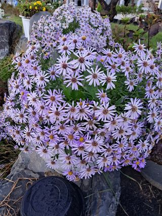 국화연구회님의 우리동네 · 동네자랑 작성글 사진