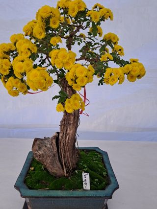 국화연구회님의 우리동네 · 동네자랑 작성글 사진